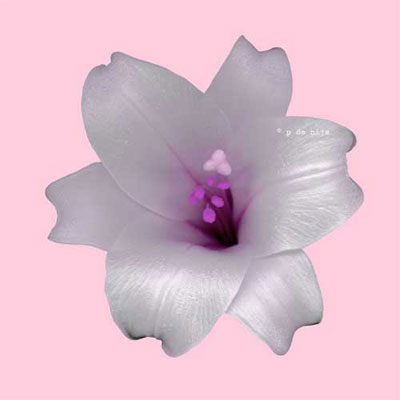 DIGITAL ART Lily Petra de Nijs
